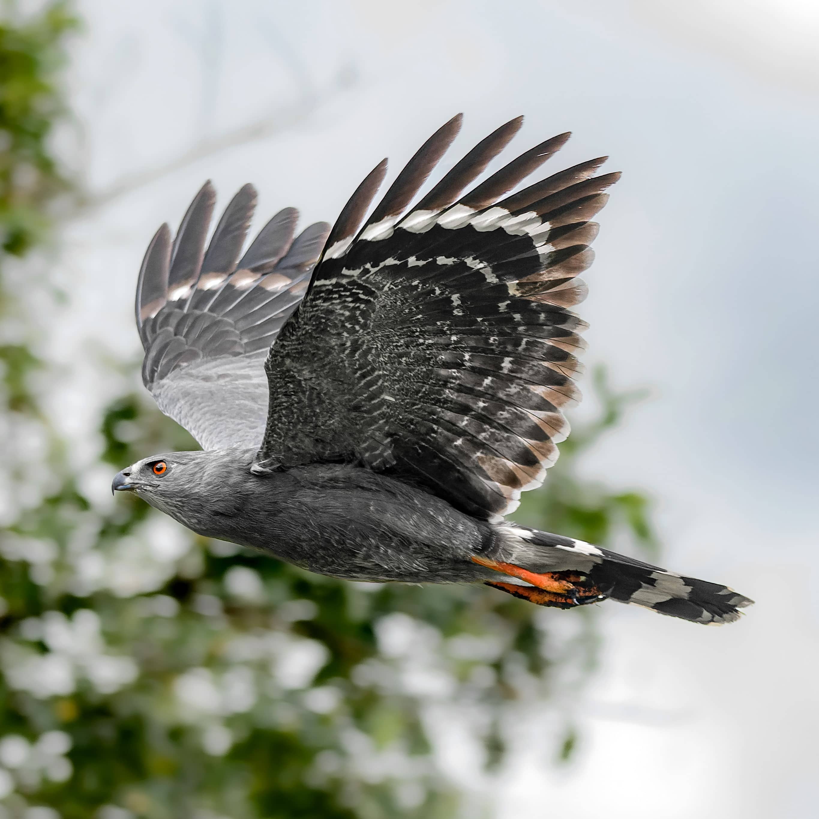 Crane hawk